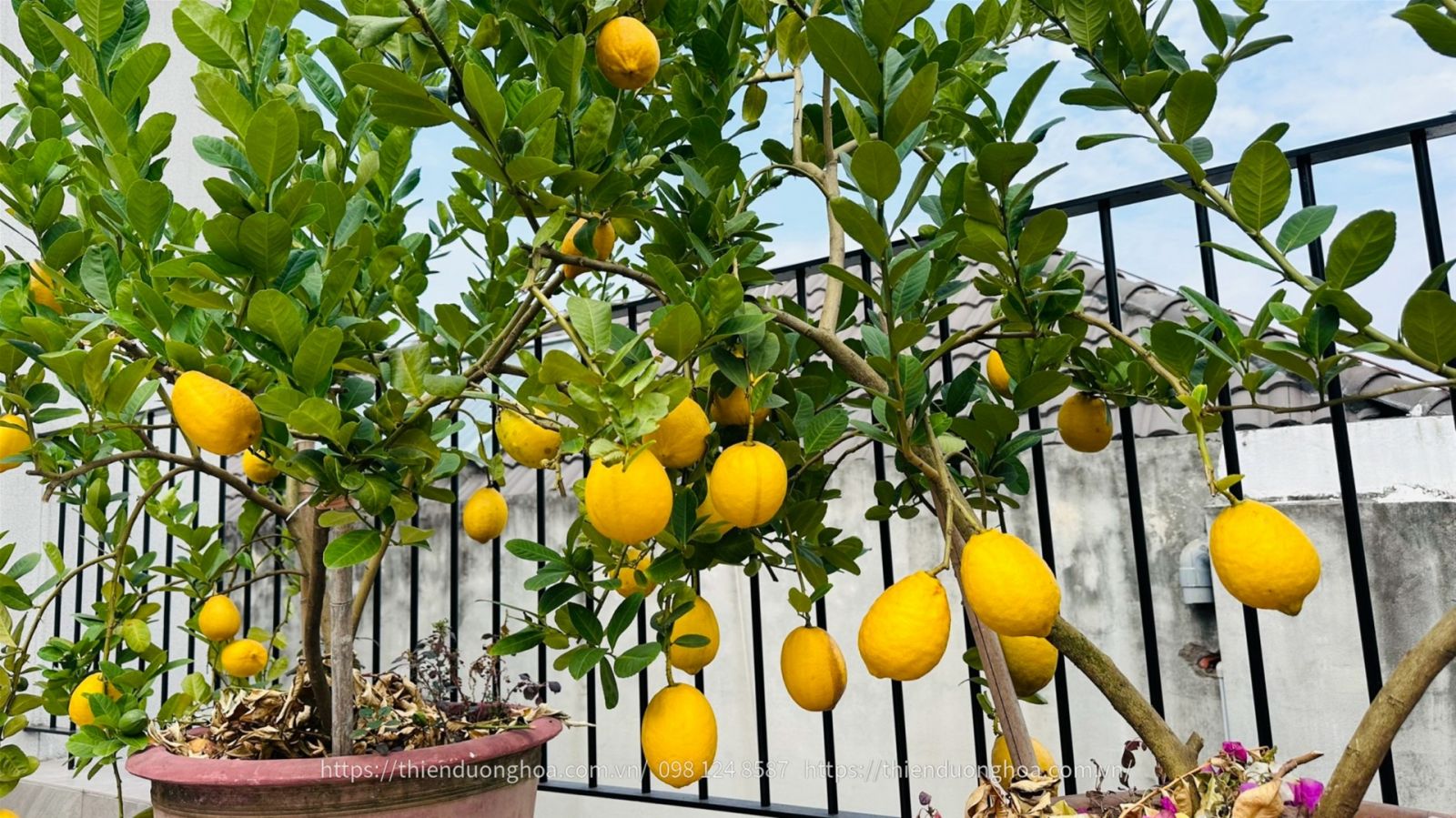 chanh-my-vang-san-vuon