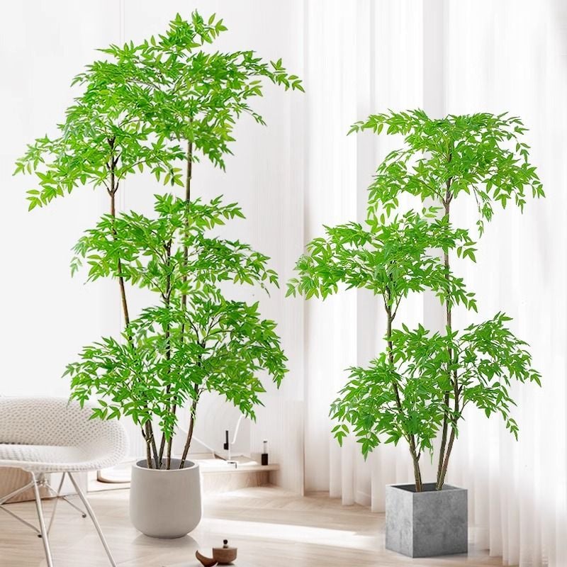 cây nam thiên trúc giá rẻ