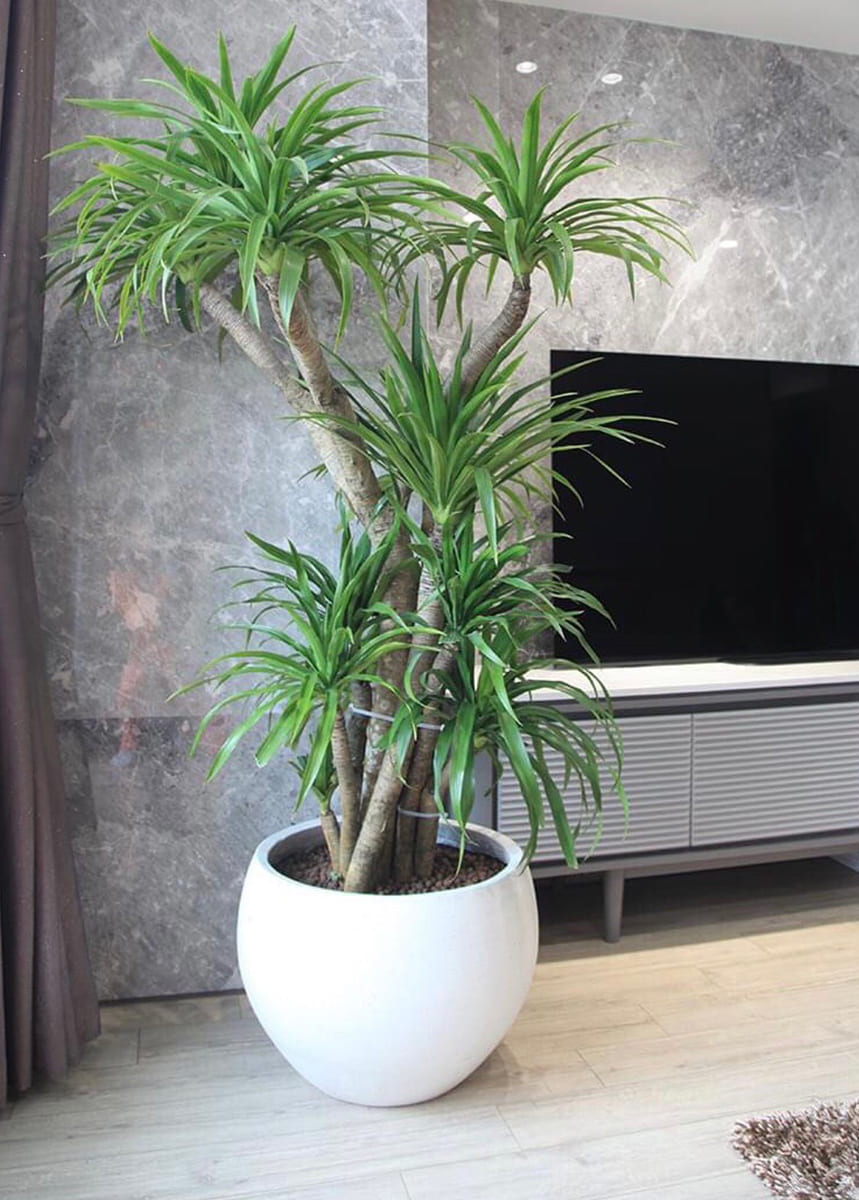 cây văn phòng đẹp