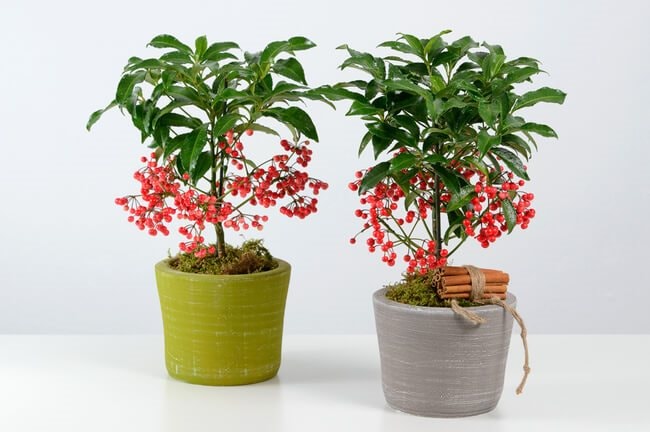 cay-kim-ngan-van-phong-tphcm