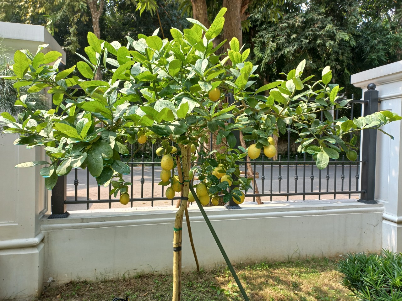 chanh-my-vang-san-vuon