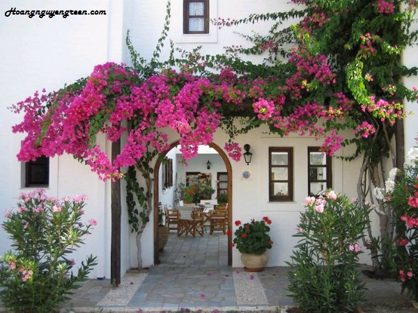 hoa-giay-leo-san-vuon