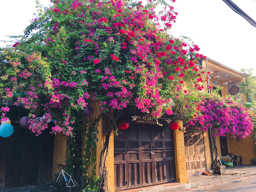 hoa-giay-leo-san-vuon