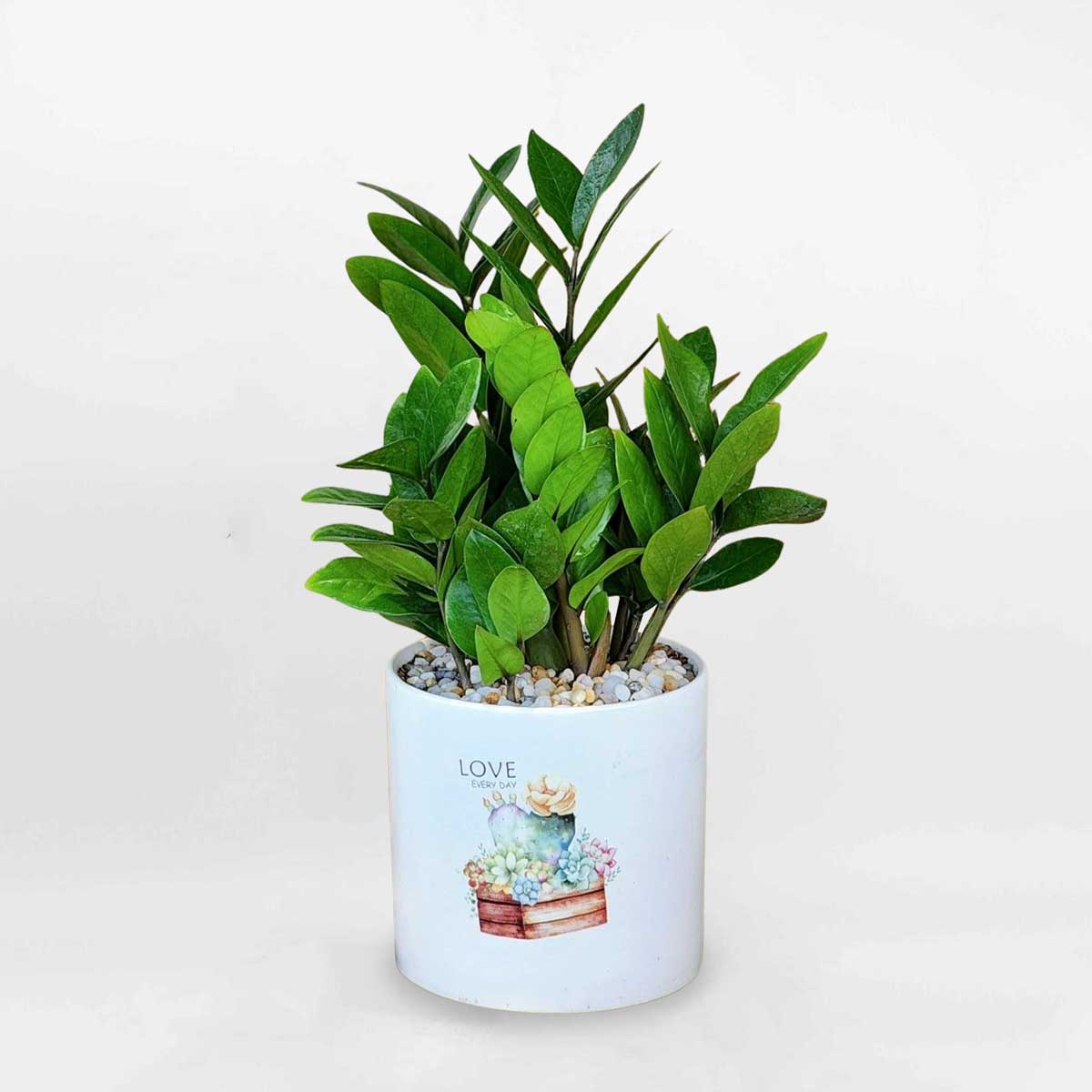 cay-kim-tien-de-ban-van-phong-tphcm