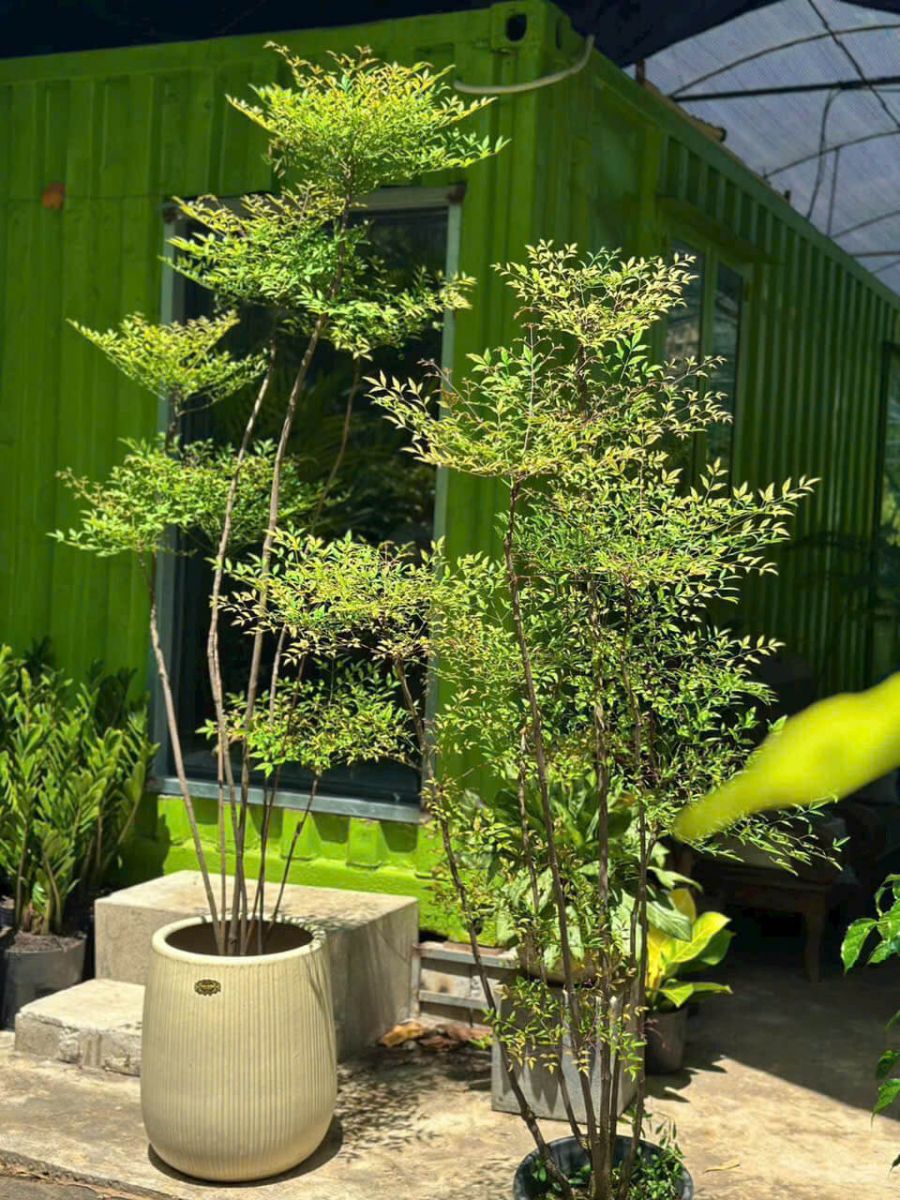 cay-nam-thien-truc-van-phong-tphcm