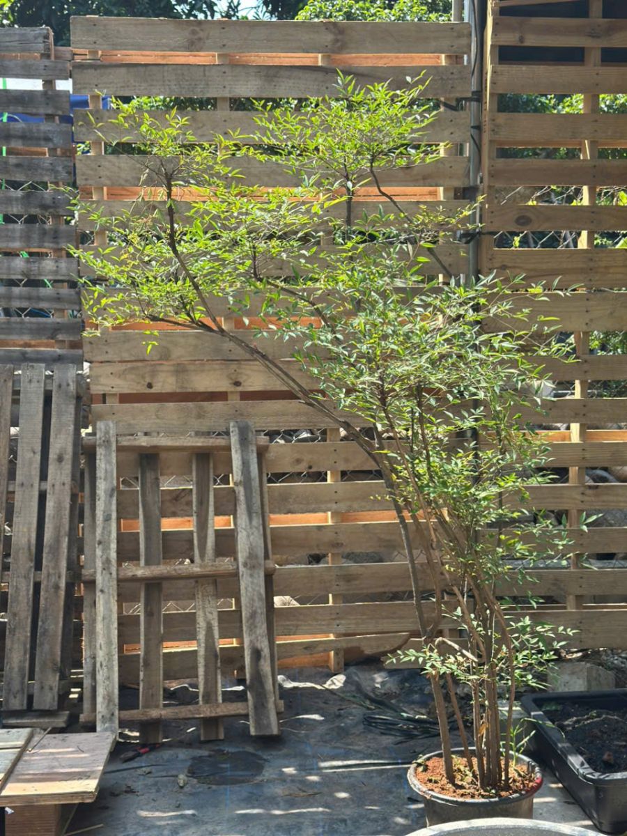 cay-nam-thien-truc-van-phong-tphcm