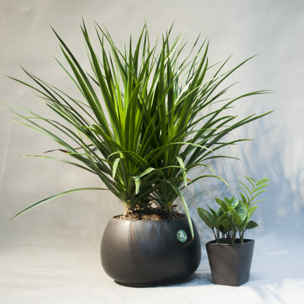 cay-phat-tai-nui-cho-van-phong-cong-ty