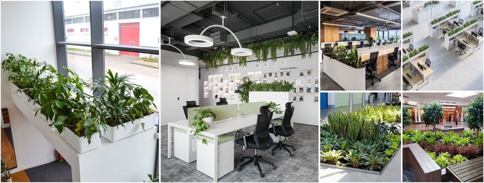 cung-cap-cay-van-phong-tron-goi-tphcm