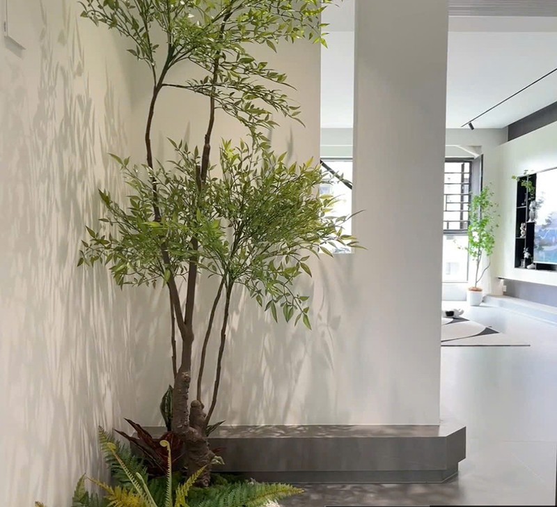 cây nam thiên trúc giá rẻ