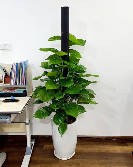 trầu bà leo cột đẹp