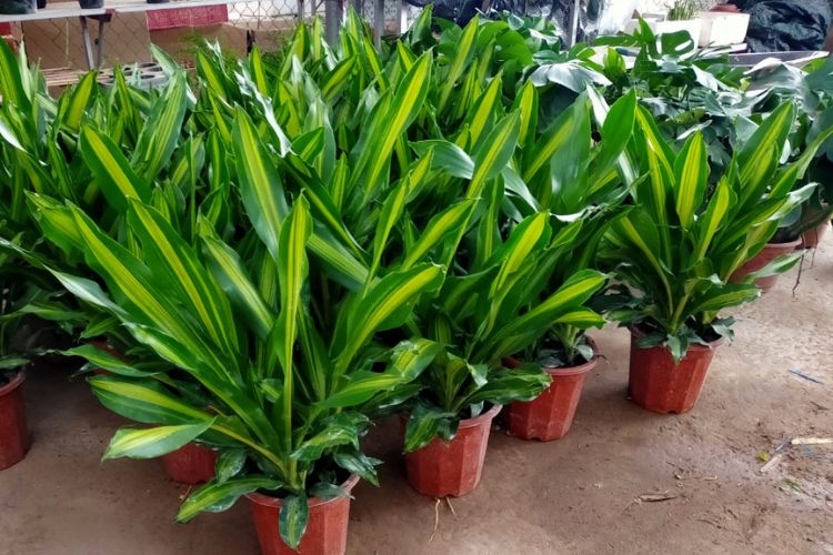 Cây Thiết Mộc Lan