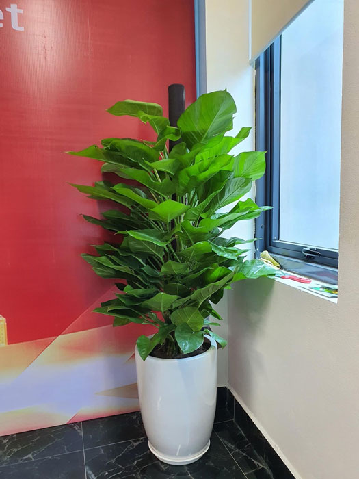 trầu bà leo cột đẹp