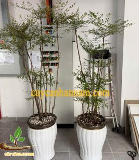 CÂY NAM THIÊN TRÚC