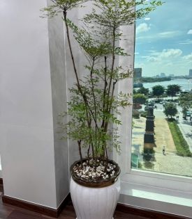 CÂY NAM THIÊN TRÚC