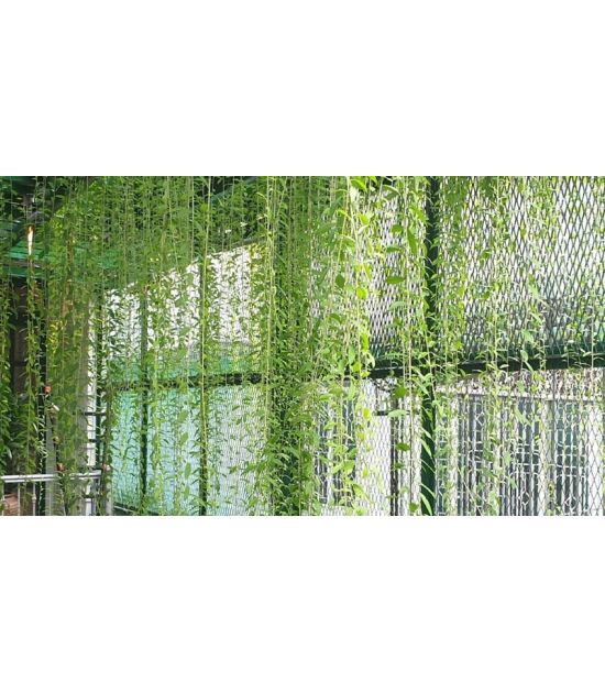Cúc tần ấn độ