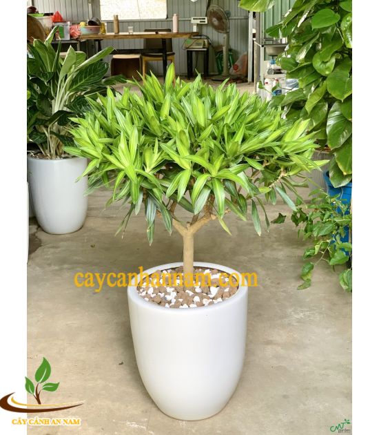 Cây trúc bách hợp