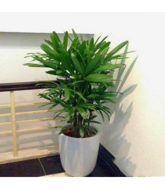 Cây mật cật