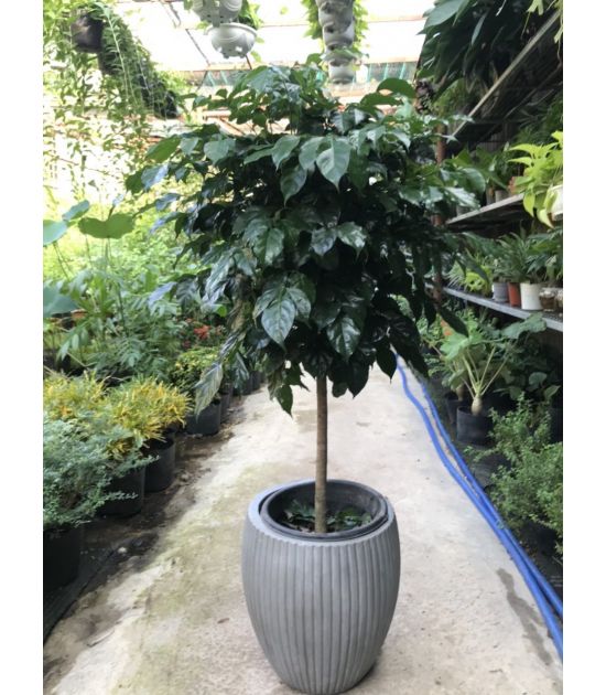 Cây Hạnh Phúc dáng tree