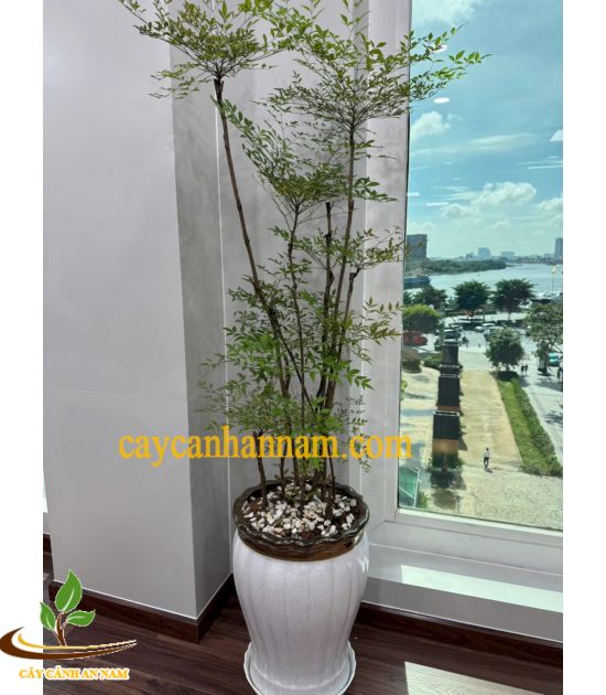 CÂY NAM THIÊN TRÚC