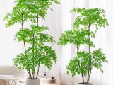 Cây Nam Thiên Trúc Giá Rẻ Tại TP.HCM | Đẹp & Chuẩn Phong Thủy