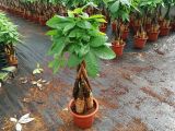 Cây Kim Ngân Dễ Chăm | Cây Phong Thủy Tài Lộc Giá Rẻ TPHCM