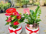 Top Các Cây Tặng Khai Trương Đẹp & Ý Nghĩa Tài Lộc Tại TP.HCM