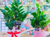 Đâu là đơn vị chuyên cung cấp cây tặng khai trương đẹp giá tốt?