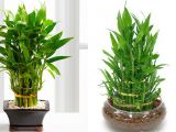 Địa chỉ mua cây cảnh phong thủy TPHCM đẹp, mẫu mã đa dạng