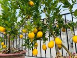 Chanh Mỹ Vàng Sân Vườn | Giống Cây Ăn Trái Ngoại Nhập Cao Cấp TPHCM