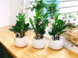 Lưu ngay địa chỉ chuyên cung cấp cây xanh văn phòng dễ sống giá cực tốt