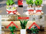 Bạn đang tìm kiếm đơn vị chuyên cung cây khai trương phát tài lộc uy tín?