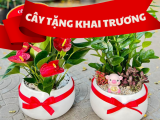 Cây Tặng Khai Trương TPHCM: Giá Rẻ, Phong Thủy May Mắn