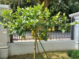 Bạn đang tìm kiếm đơn vị chuyên cung cấp cây chanh mỹ trồng sân vườn uy tín?