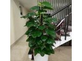 Tìm đâu đơn vị uy tín chuyên cung cấp cây trầu bà leo cột mẫu mã đẹp?