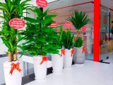 Đâu là đơn vị uy tín chuyên cung cấp cây khai trương phong thủy cao cấp?