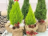 Địa Chỉ Mua Cây Sơn Tùng Trang Trí Noel Dịp Giáng Sinh