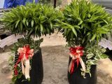 Địa chỉ nào chuyên cung cấp chậu cây mừng khai trương sang trọng uy tín?
