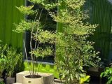Nơi chuyên cung cấp cây nam thiên trúc phong thủy đẹp, mẫu mã đa dạng
